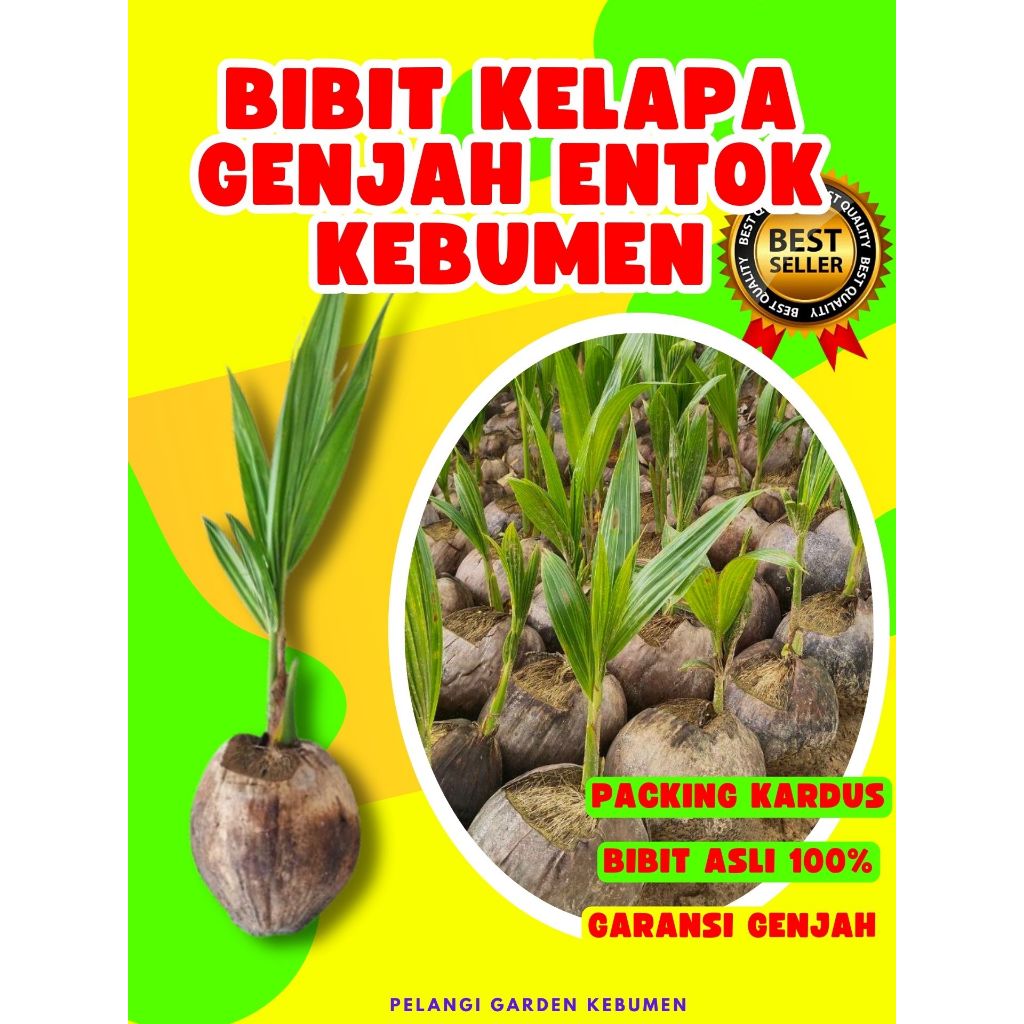 CEPAT BERBUAH.. Bibit Buah Kelapa Kopyor Madu, Bibit Buah Kelapa Kopyor Sumenep, Bibit Buah Kelapa K
