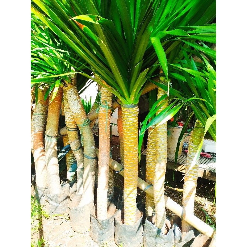 Tanaman hias hidup pandan bali ukuran tinggi 2 meter sampai ujung daun batang sedang