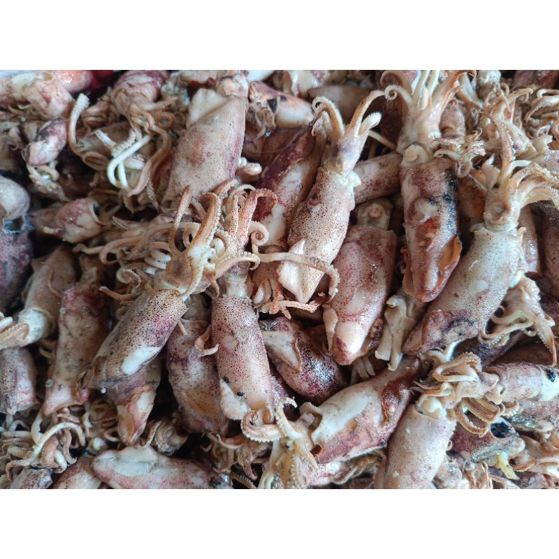 

cumi asin fresh 1 kg,500 gram,250 gram,1 ons