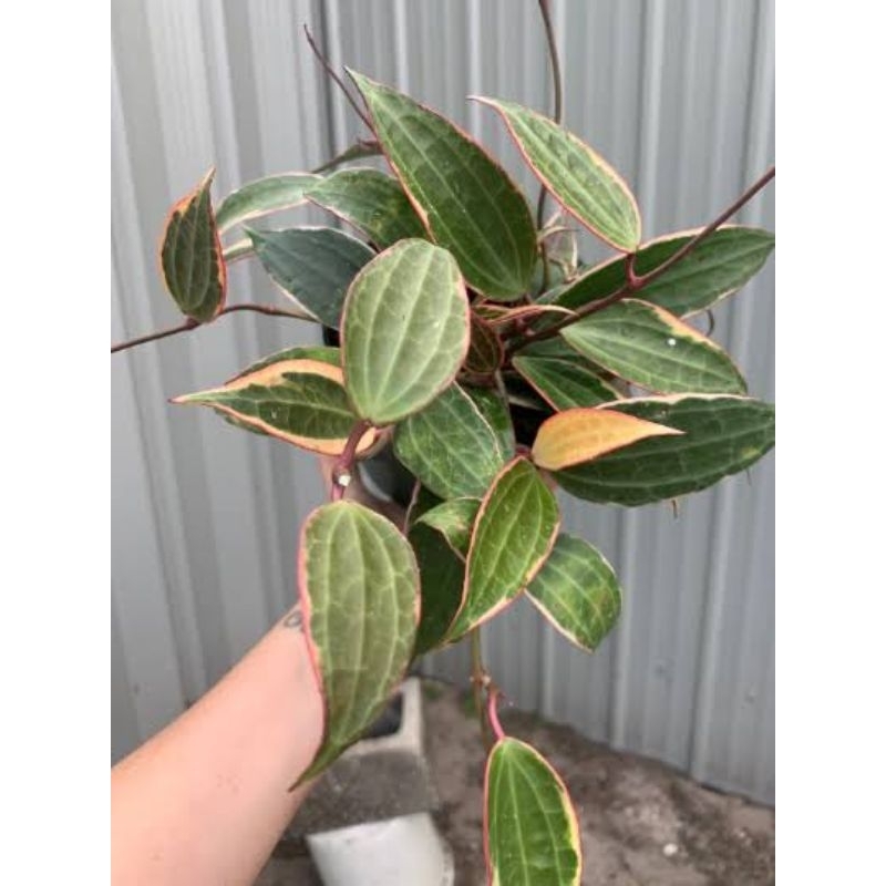 Tanaman hias hoya macrophylla varigata - Hoya macrophylla albo marginata
