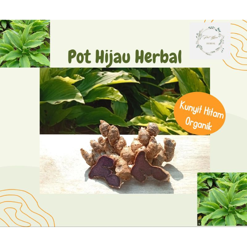 

Kunyit Hitam Organik Segar 100 gram