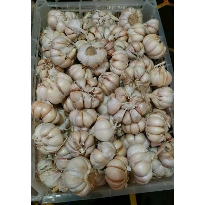 

BAWANG PUTIH SINCO MURAH