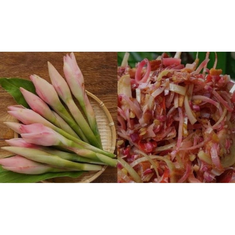 

bunga kecombrang/penyedap masakan/segar pres-pres isi 500grm redii
