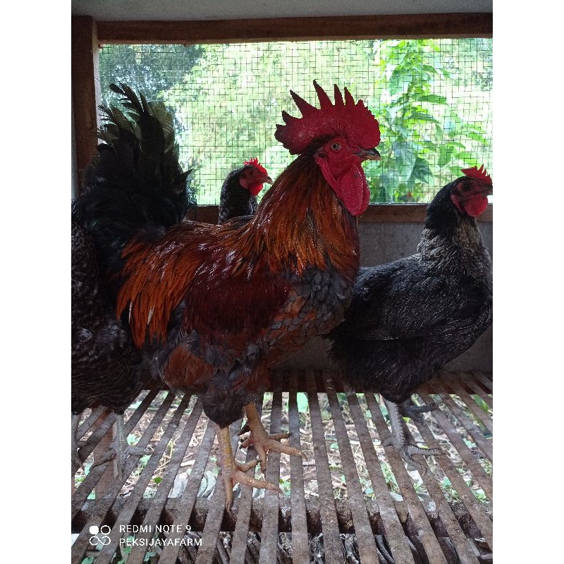 

Telur tetas atau fertil ayam blackpermud 3 asli trah peternakmuda