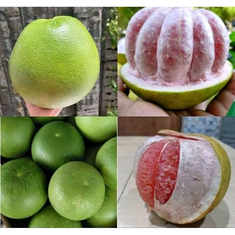 

jeruk pamelo madu kecil berat 400-600 gram murah, manis, bergaransi