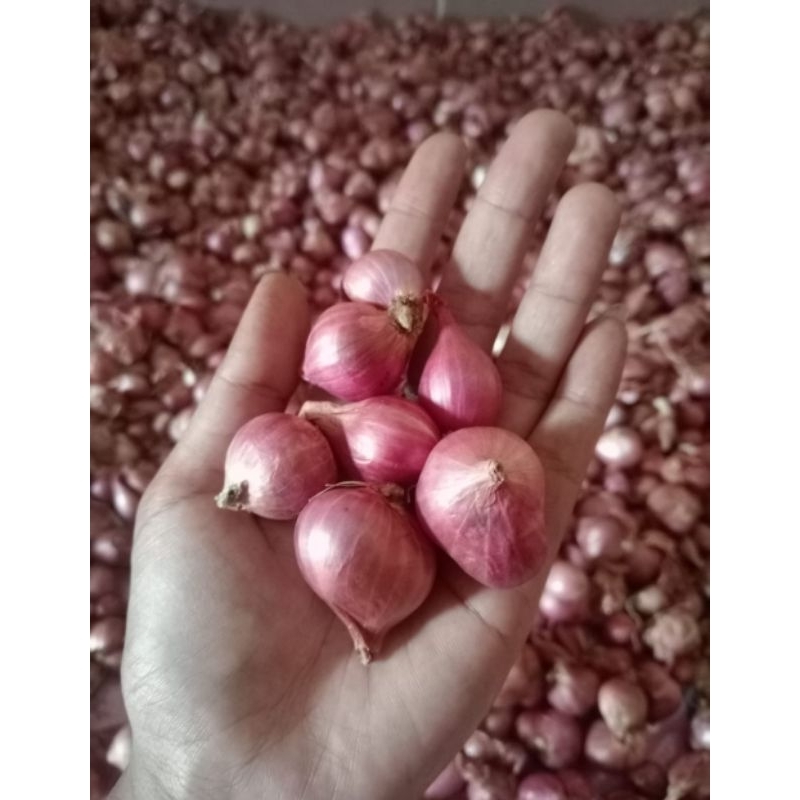 

Bawang merah 1kg (MOJOKERTO)