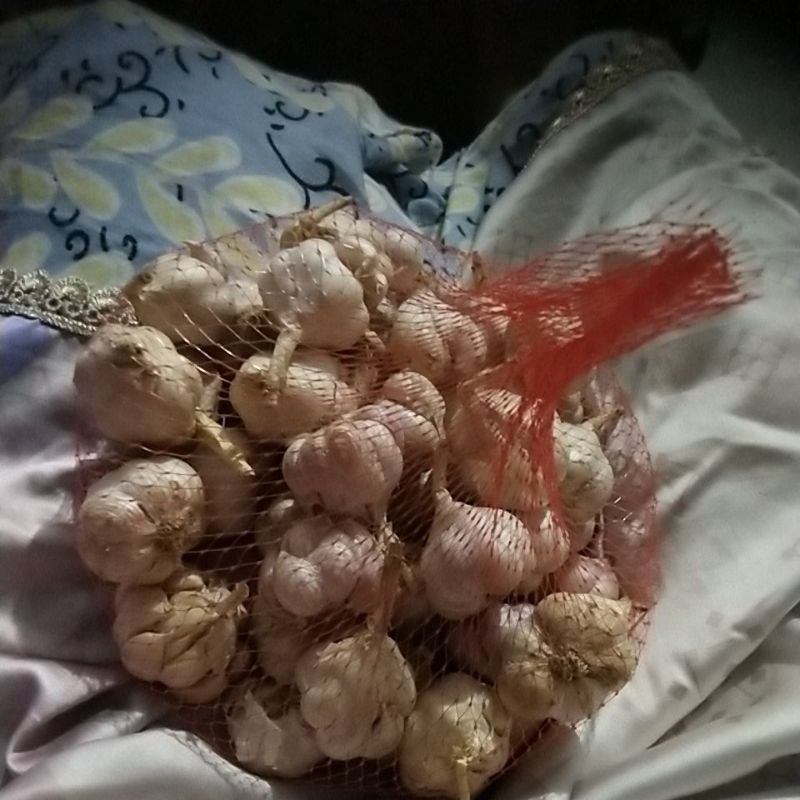 

bawang jowo