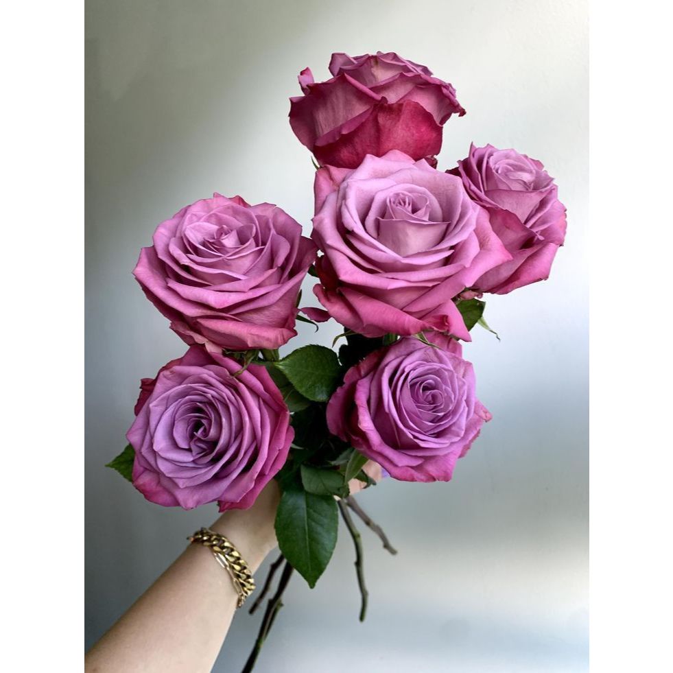 Bunga Potong Rose Coolwater/Bunga Potong Premium/Bunga potong murah/Bunga rose ungu lokal garden