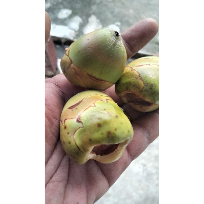 

Tembuluk biji kelapa muda/buruluk pentil kelapa 5 buah