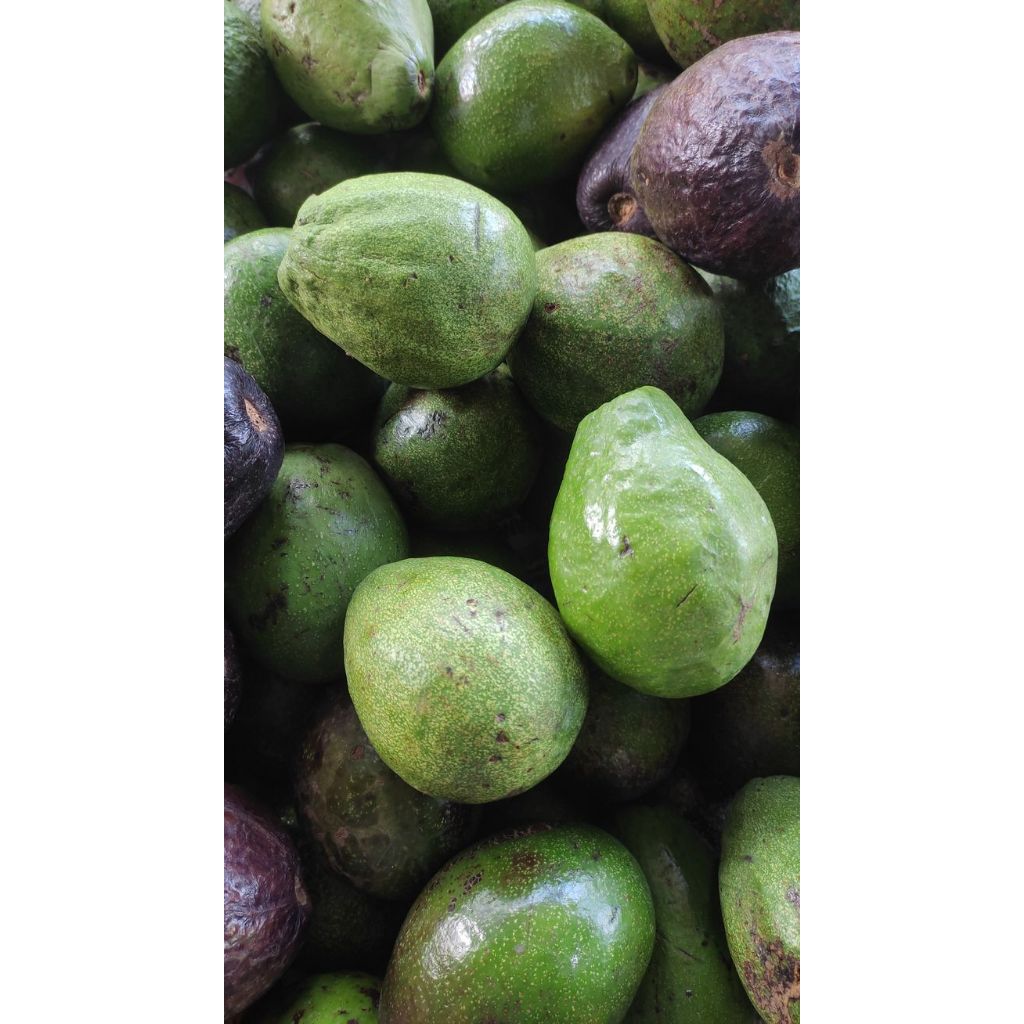 Bibit Alpukat Kelud Super Cepat Berbuah Tabulampot