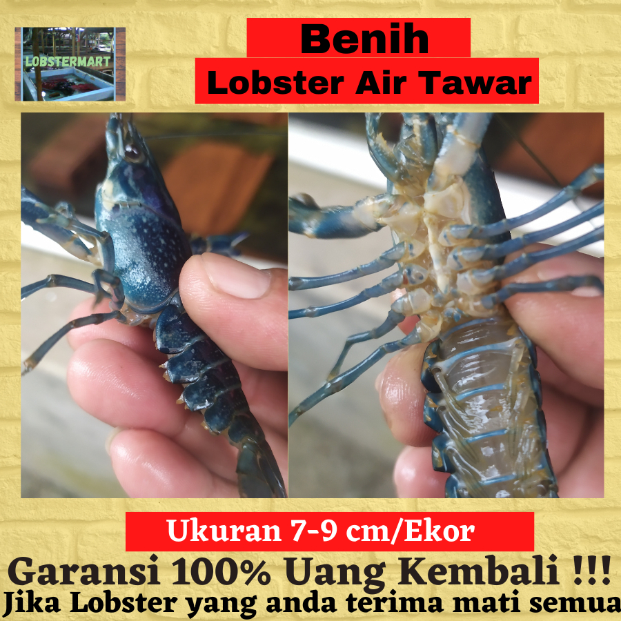 

benih/bibit/anakan Lobster Air Tawar Hias Aquasecpe Jenis Red claw untuk hiasan aquarium/Pembesaran Lobster Konsumsi