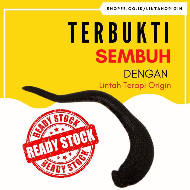 Lintah Terapi Sedang Lintah Hidup Lintah steril untuk terapi Struk Kolesterol darah tinggi asam urat