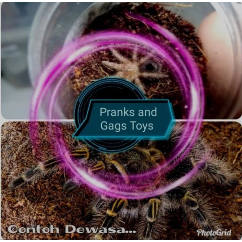Mainan tarantula G.pulchripes chaco Golden Knee(sling)