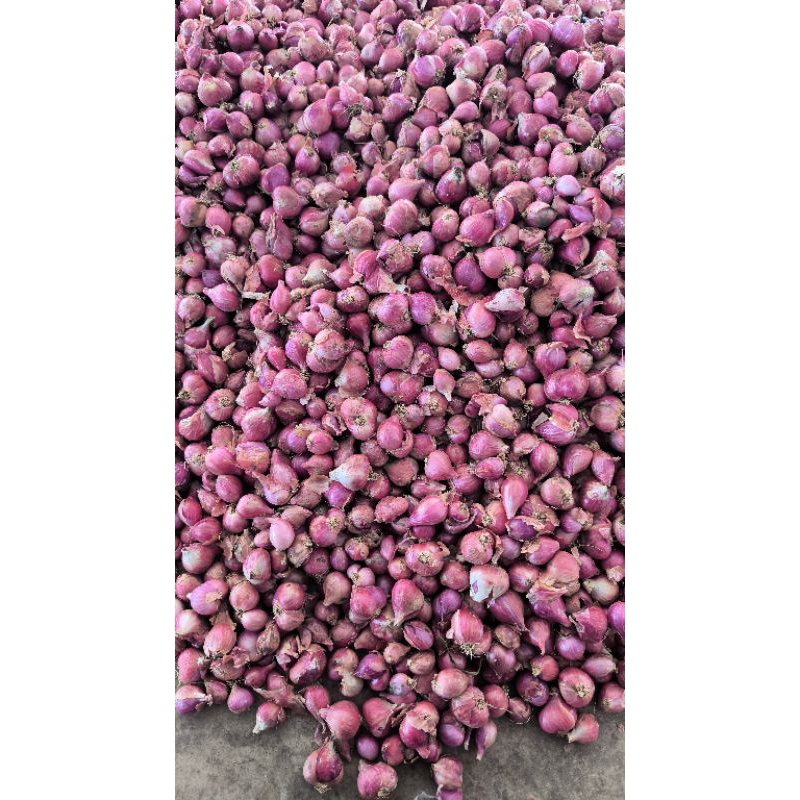 

bawang merah nganjuk