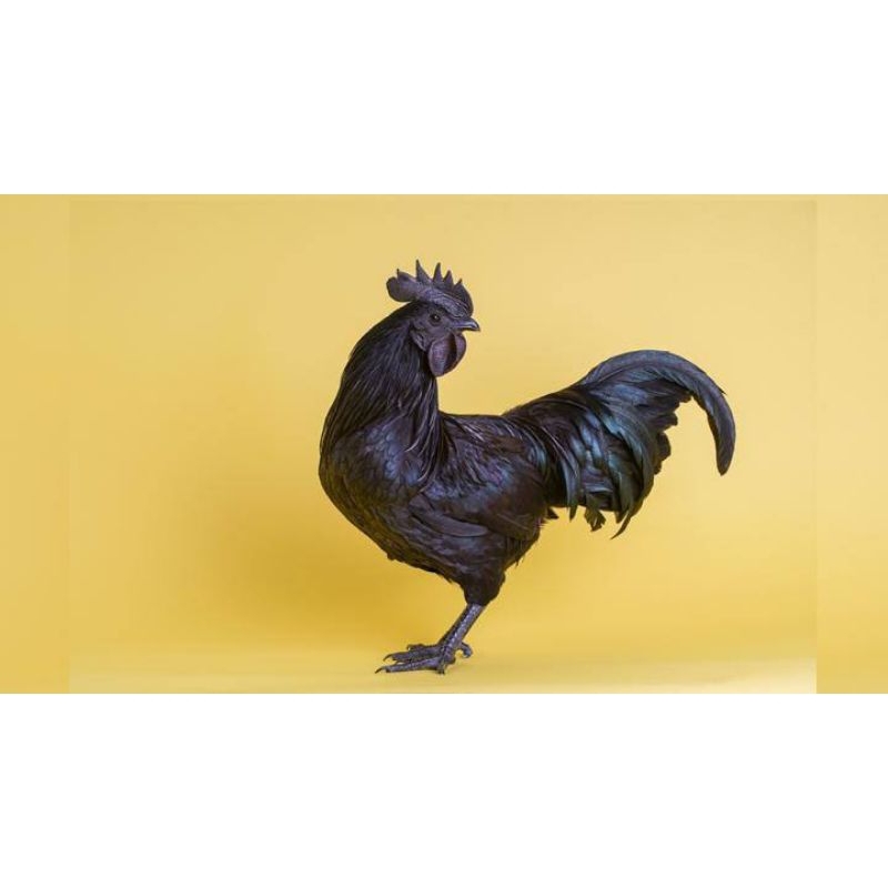 telur ayam cemani