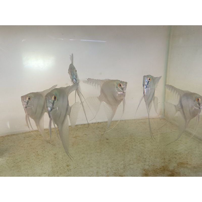 manfish blue pinoy size indukan