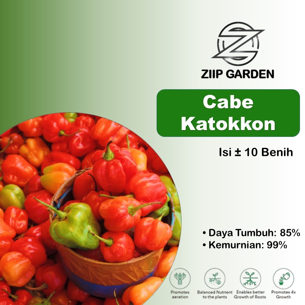 Benih Bibit Cabe Katokkon Toraja Super Unggul