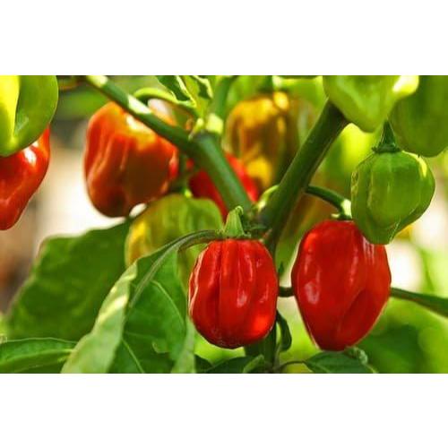 ID BENIH BIBIT CABE KATOKKON TORAJA SUPER UNGGUL