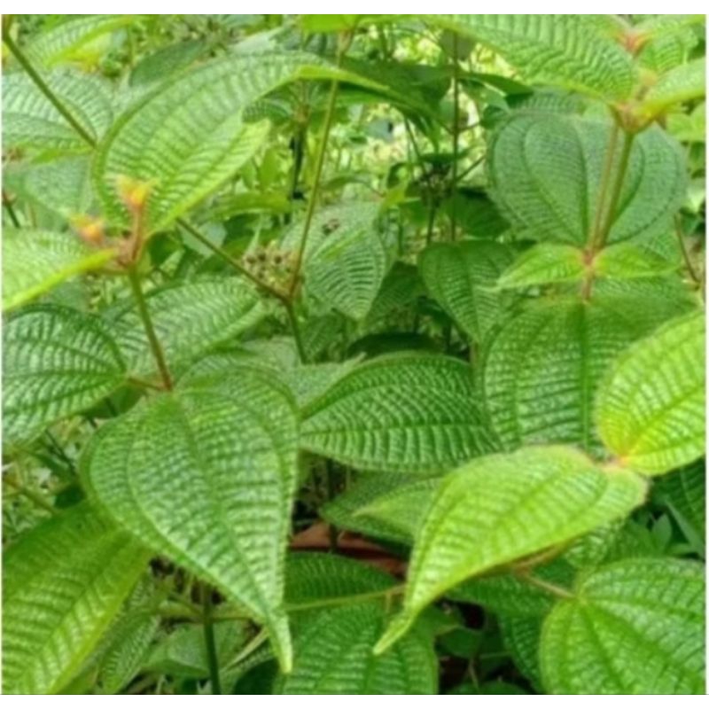 

terbaik daun harendong bulu berkualitas herbal 100 lembar