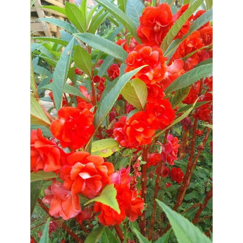 biji bunga pacar air tumpuk merah isi 20