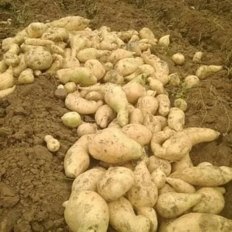 

PROMO UBI JALAR PUTIH manis pulen 2 kg grade A