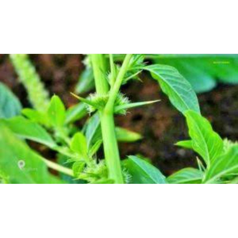 

bayam duri hijau/budidaya organik/segar beserta akar 200g bersih dari tanah/samsul.herbal