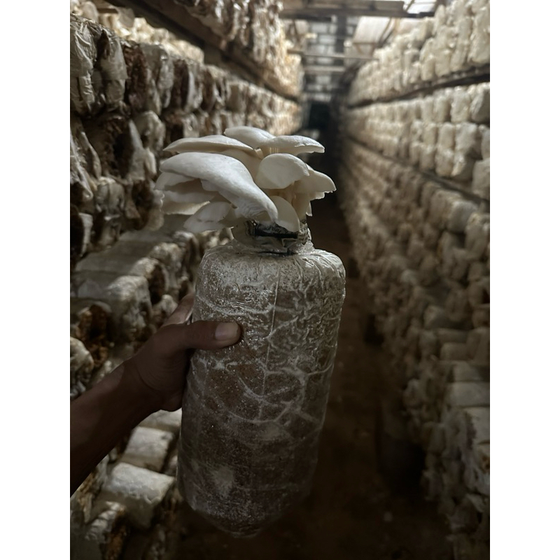 BAGLOG JAMUR TIRAM F3 MISILIUM FULL 95% Berat 1400 gram  (Bibit jamur tiram)