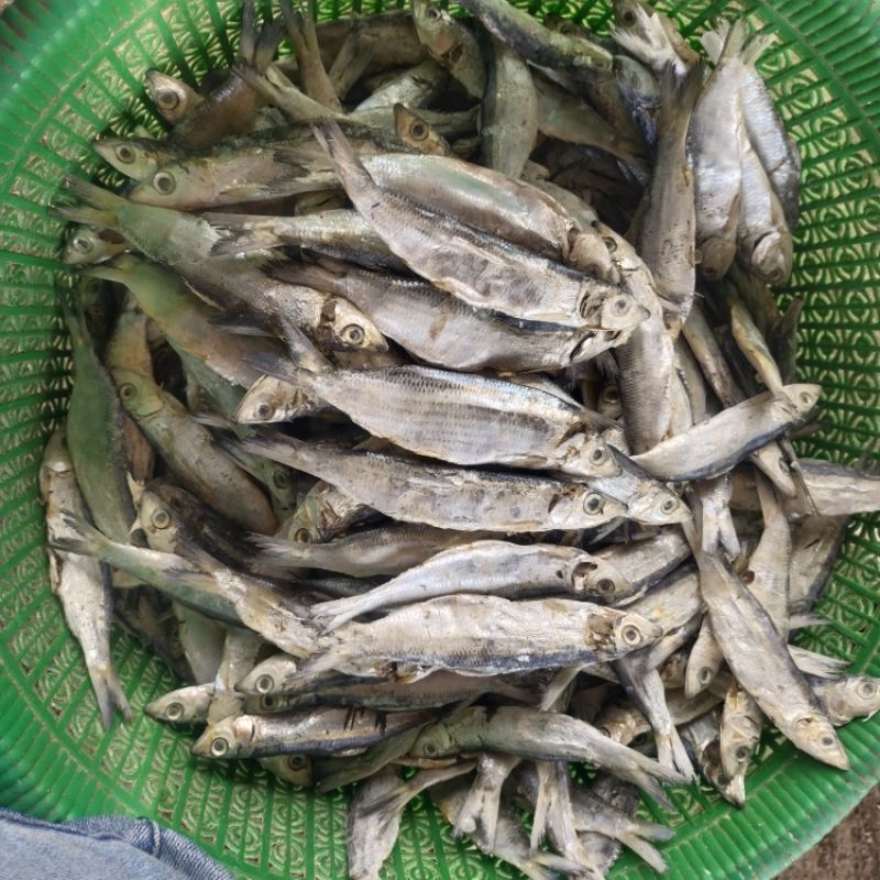

Ikan Asin japuh ketan 1 kg enak dan lezat