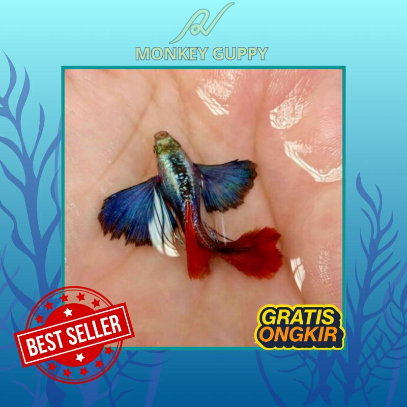 Akuarium Guppy Platinum Red Tail Dumbo Ears - PRTDE