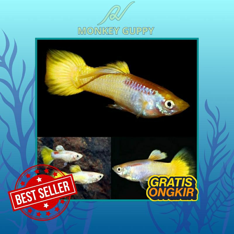 Guppy Yellow Micarif ~ Hiasan Akuarium