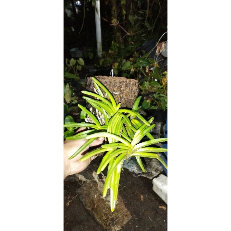 anggrek Vanda asco mini