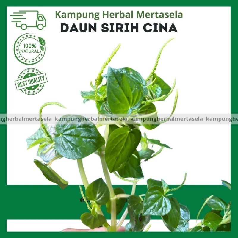 

Sirih China 100 Gram Untuk Pengobatan