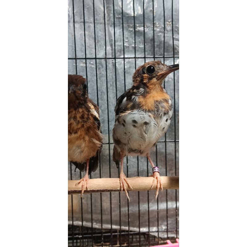 ANIS KEMBANG (ANAKAN/TROTOLAN)