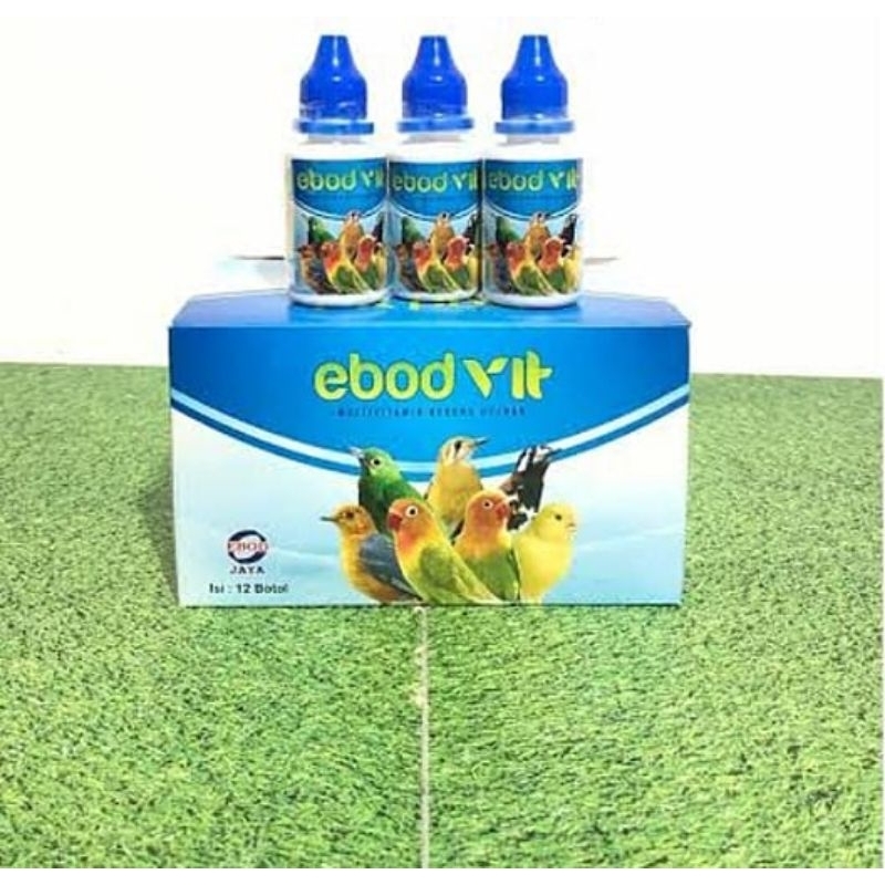 Ebod vit