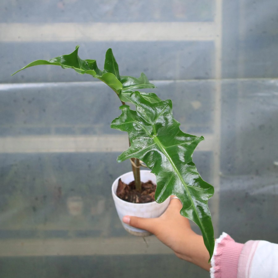 Tanaman Endemik Alocasia Porte - Tanaman Endemik Indonesia