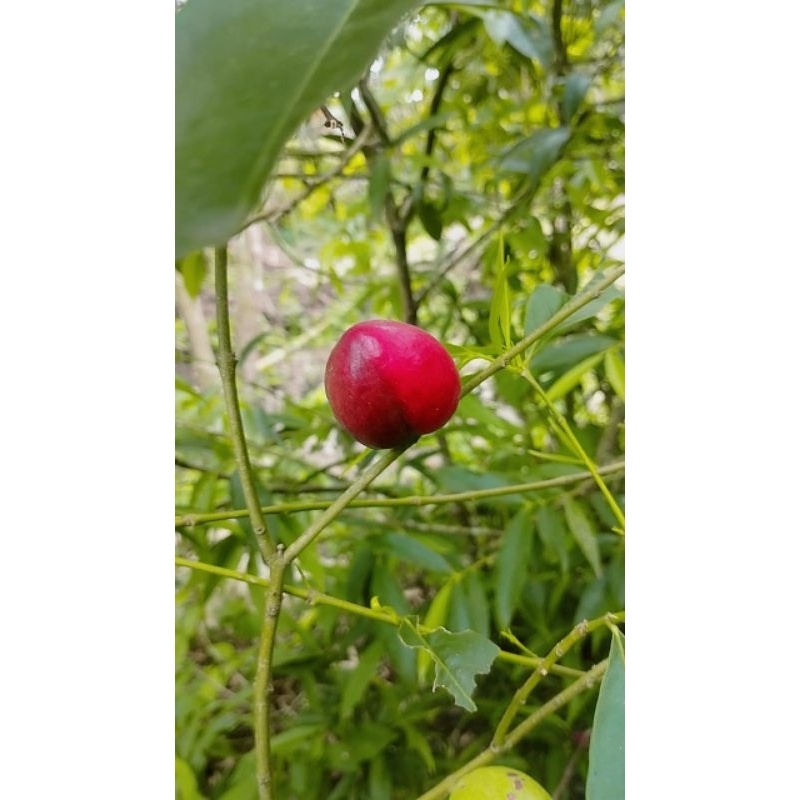 

Buah simalakama paket 3 buah