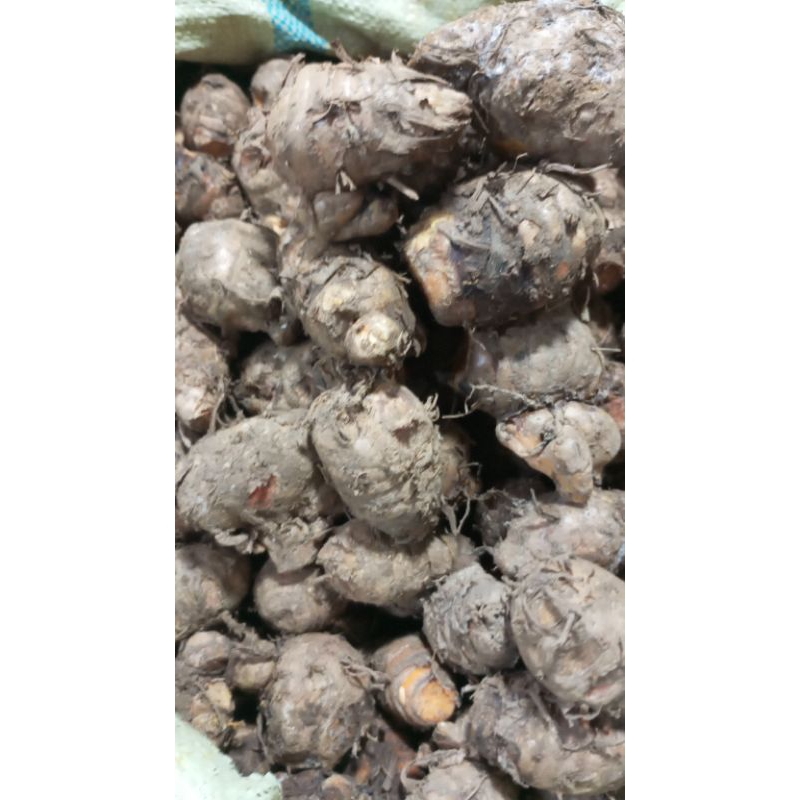 

pala kunyit berkulitas besar 1kg