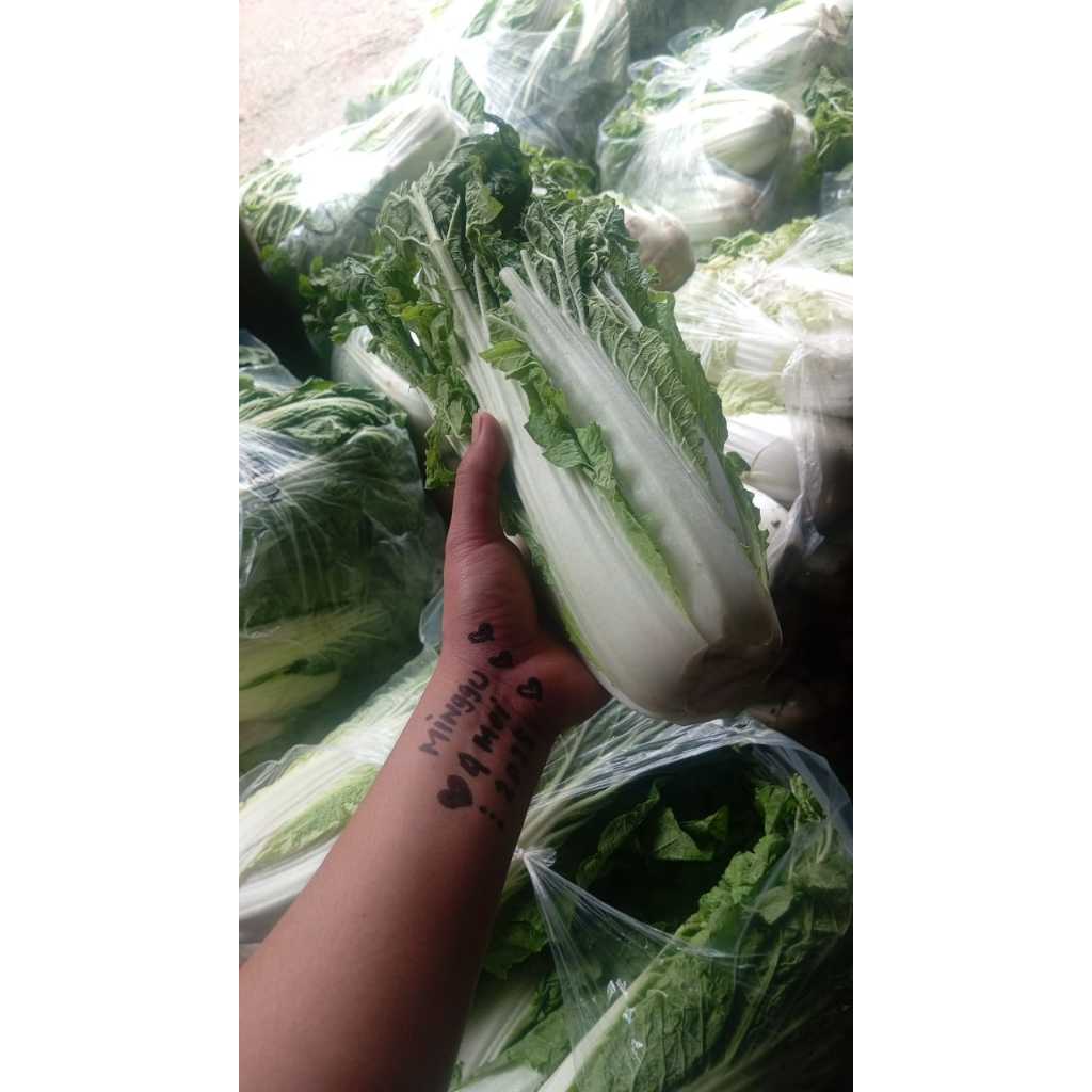 

Sawi Segar 1 Kg Harga Terjangkau