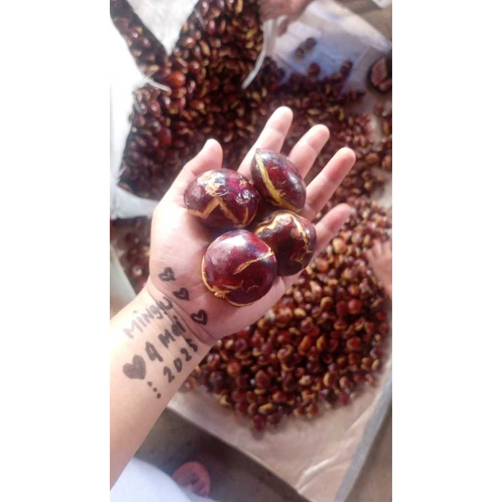 

Jengkol Sepi Super Harga Murah 1 Kg