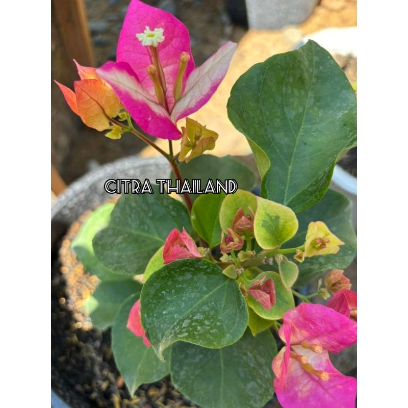 TANAMAN HIAS BOUGENVILLE CITRA THAILAND