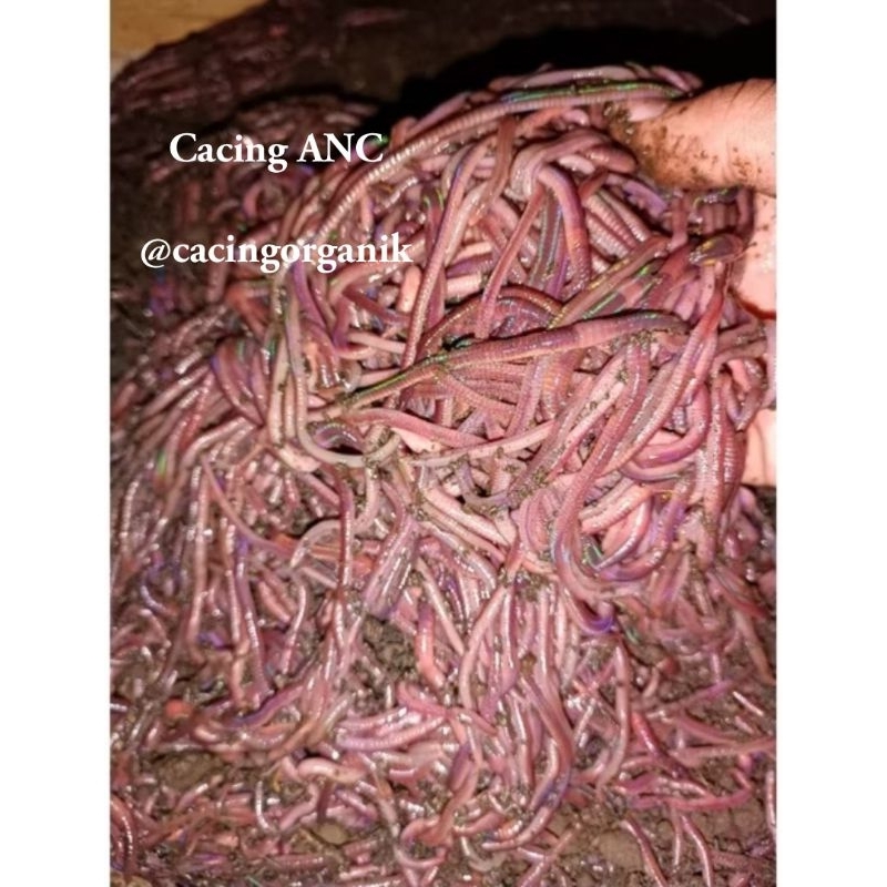 Cacing tanah 250 gram ANC Hidup-Cacing merah segar-Umpan pancing,Pakan Ikan,Udang,Burung,Vermikompos