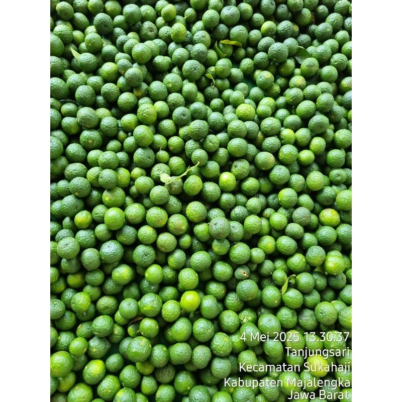 

jeruk sambel boci kecil dan sedang jeruk limo jeruk sambal jeruk limau 1kg