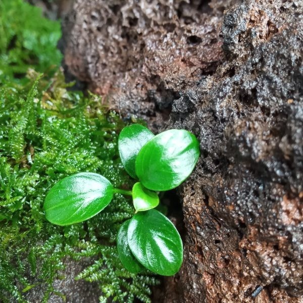 Tanaman Aquascape Anubias Petite - Tanaman Aquascape Indonesia