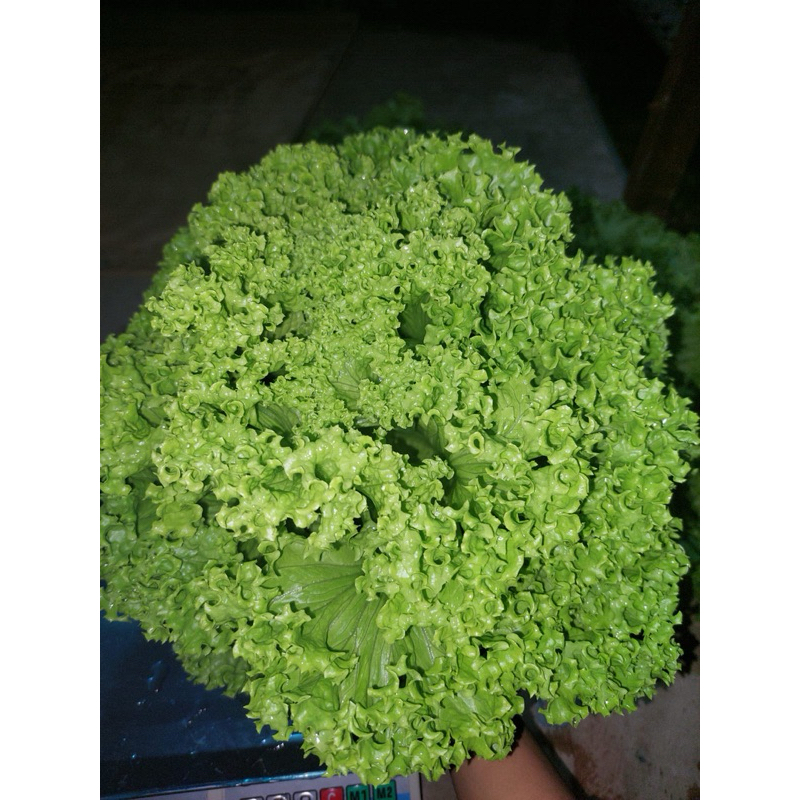 selada Air Hidroponik