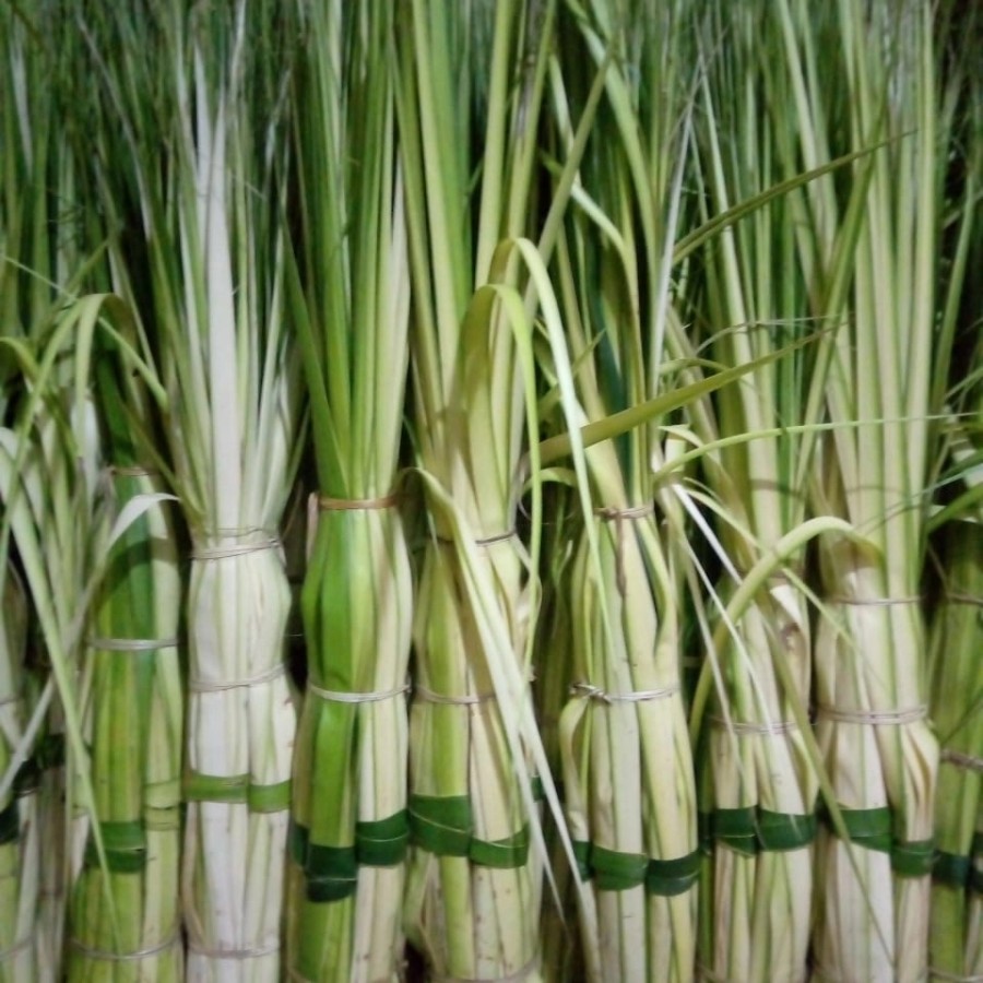 

Daun Kelapa Daun Ketupat Daun Janur Kulit Ketupat Janur Kuning 150 Lembar