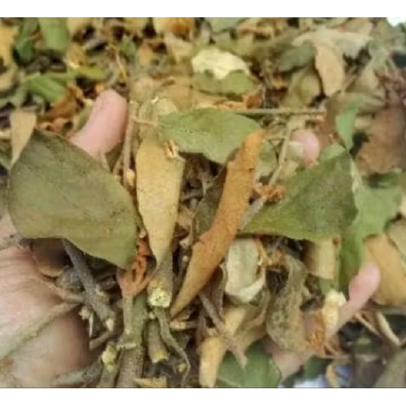 

BENALU KERING 200 GRAM OBAT HERBAL