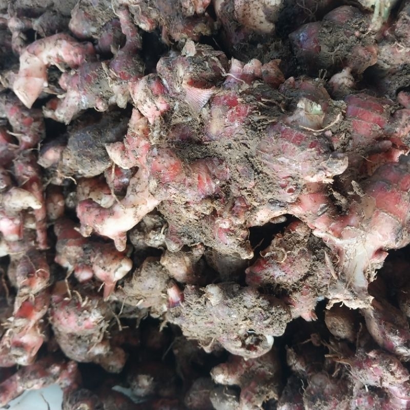 

jahe merah fresh 1 kg