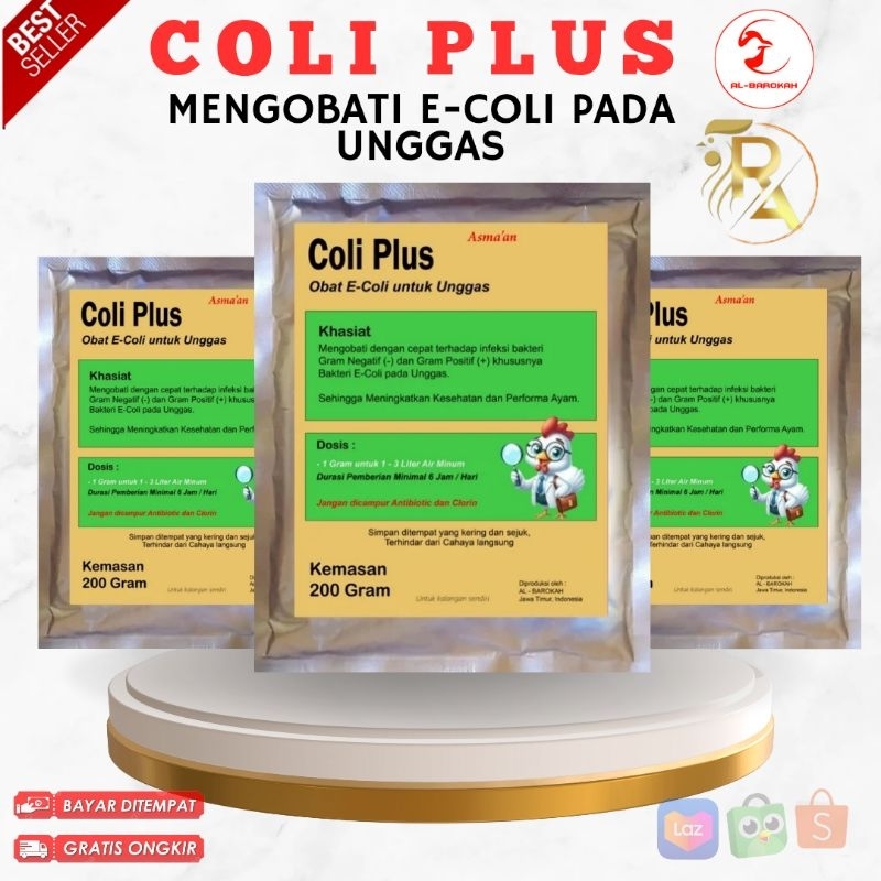 E coli - e coly - choly - obat coli - colibacillosis