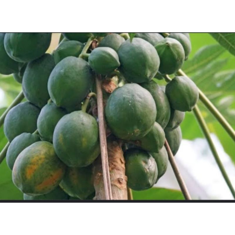 

buah pepaya muda perbuah segar