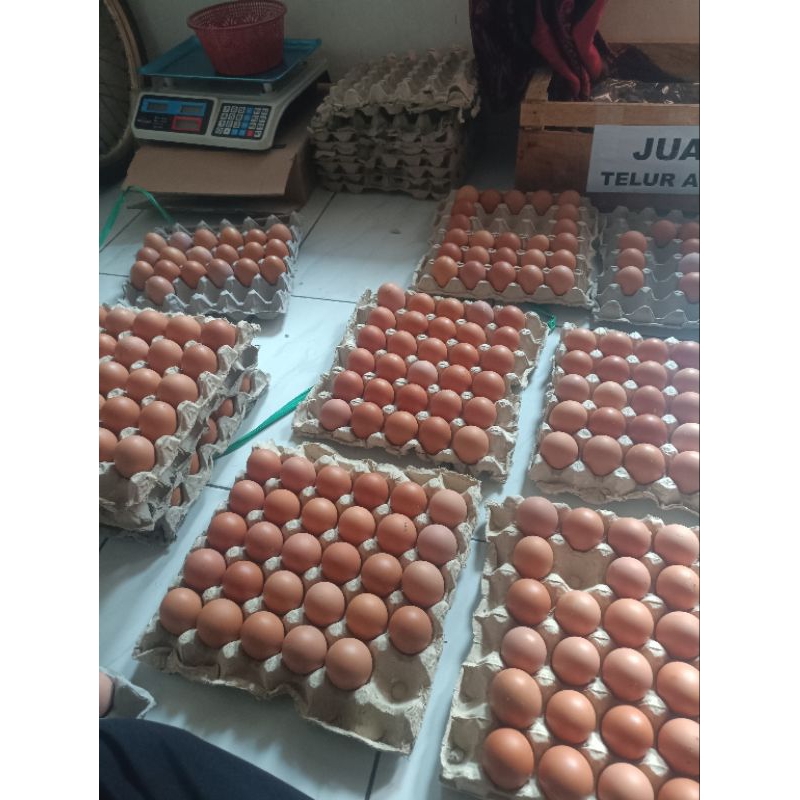 

JUAL TELUR AYAM